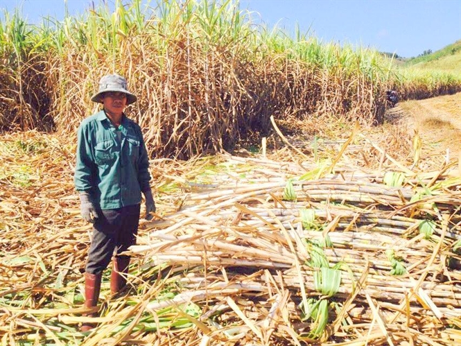 M&ugrave;a m&iacute;a đắng
