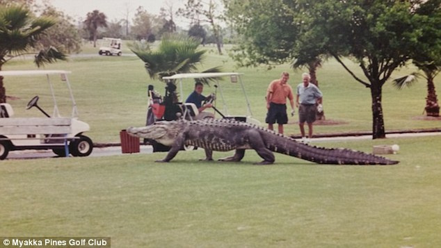 Enormous: Goliath is admired by a group of golfers. They give the huge alligator a wide birth&nbsp;