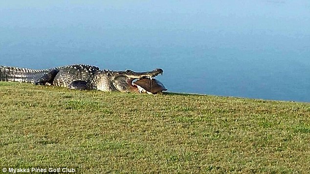 Breakfast: Goliath the alligator chows down on a turtle at Florias Myakka Pines Golf Course on Thursday&nbsp;
