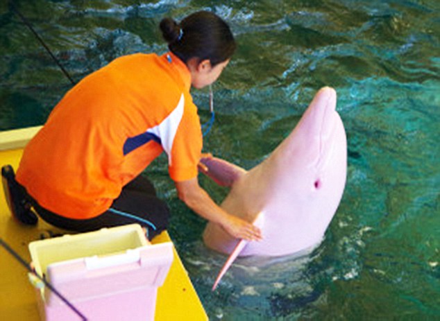 While bottlenose dolphins are typically grey, the mammal is completely white&ndash; apart from the quirky tendency to turn pink when its feeling emotional