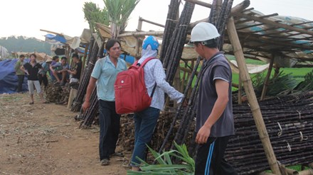 Đốt bỏ 1.000 ha mía tím: Kịch bản dưa hấu, hành tím lặp lại