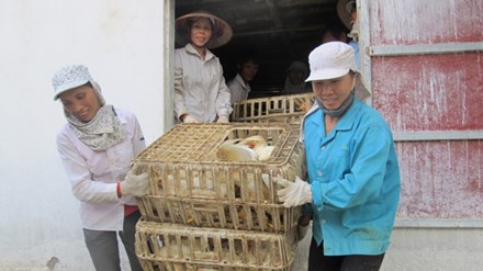 Tan hoang “thủ phủ” gà công nghiệp
