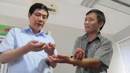Vải thiều “thắng lớn” nhất trong hơn 60 năm qua