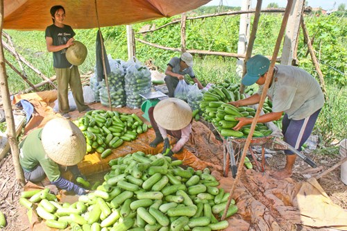 N&ocirc;ng d&acirc;n bị thương l&aacute;i &eacute;p gi&aacute;