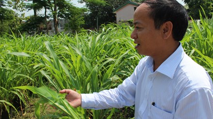 Trồng cỏ triệu đô