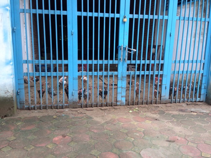 Biệt thự, nh&agrave; liền kề bạc tỉ chỉ d&ugrave;ng để nu&ocirc;i thả g&agrave;