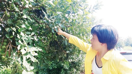 Ngẫm từ thủ phủ mắc ca Trung Quốc