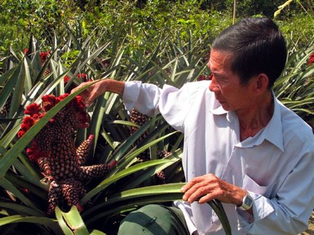 Trồng khóm phụng, khóm son lon ton lượm tiền