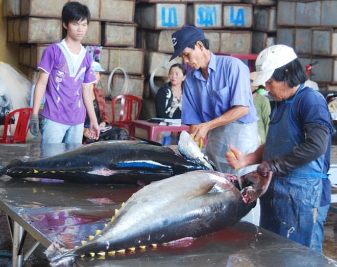 C&oacute; những thời điểm, gi&aacute; c&aacute; ngừ mua tại Ph&uacute; Y&ecirc;n chỉ c&ograve;n c&ograve;n 60.000-70.000 đồng/kg, thấp hơn mức 2-3 triệu đồng/kg của Nhật. Ảnh: Xu&acirc;n Anh.