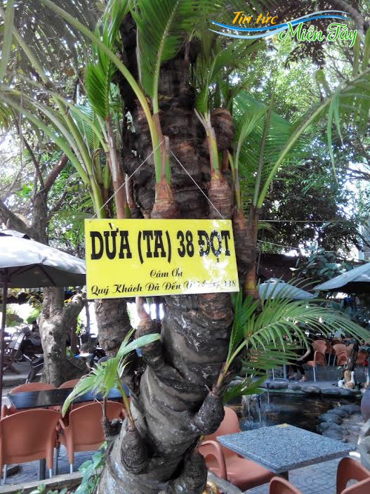 Cây dừa "độc" với 38 đọt