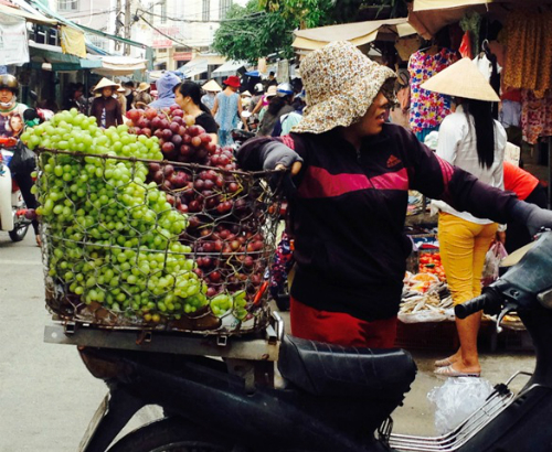Người trồng nho Ninh Thuận thua lỗ vì hàng Trung Quốc