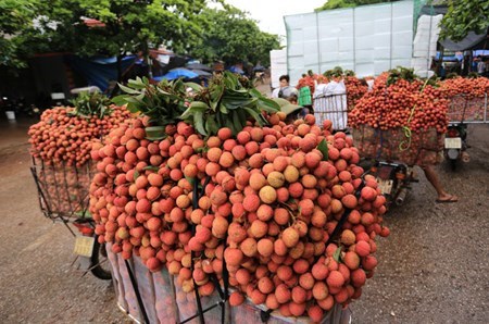 Vải thiều chính thức thoát… ế