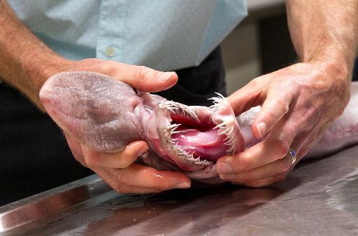 The sharks love eating octopi (Picture SWNS)