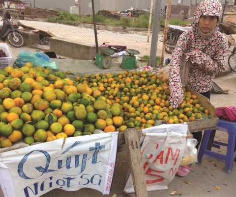 Quýt Trung Quốc "gắn nhãn" Sài Gòn bán khắp phố