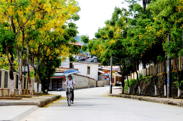 Thơ mộng con đường rợp hoa &Ocirc; - sa - ka.