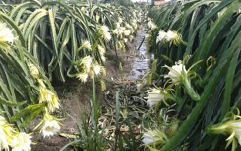 sau thu mua o at, hoa thanh long be tac dau ra hinh 0