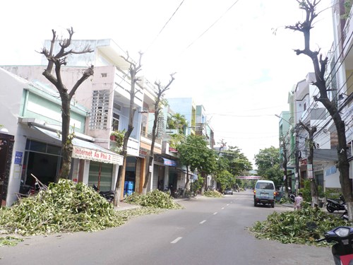 Hoa sữa ở Quy Nhơn, từ "cuồng yêu" thành "bức tử"