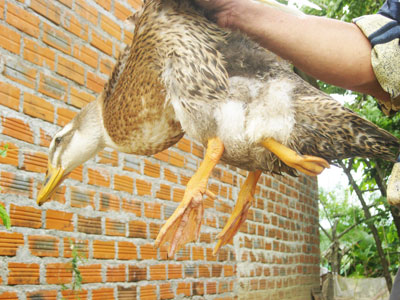 Xuất hiện vịt 3 chân tại xã Khánh Hòa