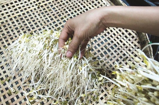Giá đỗ được tiêu thụ rất mạnh, cả trăm tấn mỗi ngày, nhưng hiện chỉ được sản xuất tại các cơ sở nhỏ lẻ theo cách truyền thống.