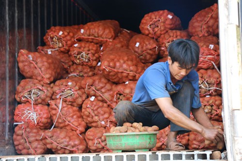 Khoai tây Trung Quốc tràn ngập chợ Nông sản Đà Lạt