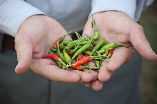 Nông dân ngậm đắng vì ớt không trái