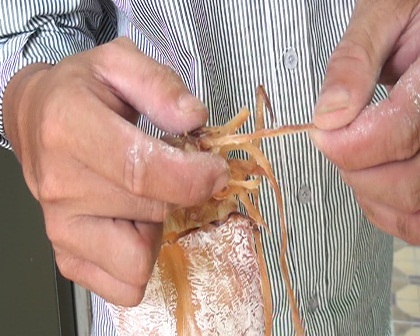 Nghi một tiểu thương bán 15kg khô mực giả