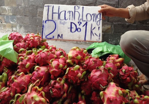 Doanh nghiệp "giải cứu" gần 1.000 tấn thanh long tồn đọng