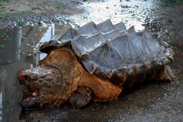 Mystery surrounds how a rare prehistoric-looking turtle normally found in the American south ended up more than 6,000 miles away --- in Siberia