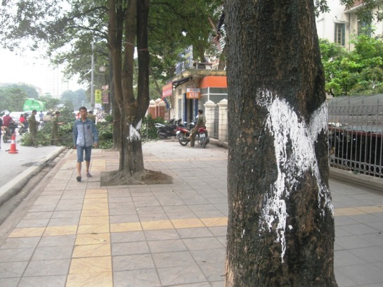 Những c&acirc;y đánh d&acirc;́u sắp bị chặt hạ