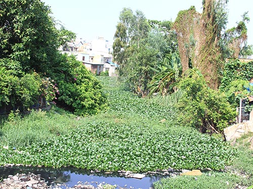 Vớt lục bình khai thông kênh