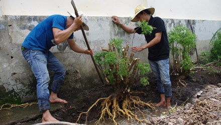 Săn lùng đinh lăng bán cho nhà giàu