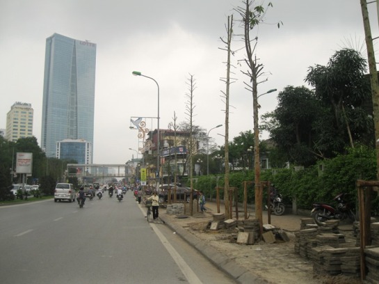 Thay v&agrave;o những hàng c&acirc;y xanh xum xu&ecirc; lá trước kia l&agrave; h&agrave;ng c&acirc;y mới trồng cao chừng 6 - 7 m, trụi l&aacute;
