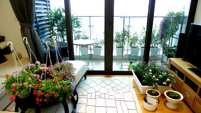 Chị c&ograve;n v&agrave;o c&aacute;c trang nước ngo&agrave;i, học th&ecirc;m kiến thức để chăm s&oacute;c từng loại hoa. V&iacute; như tử linh lan phải trồng đất tho&aacute;ng, tưới bằng nước hơi ấm hoặc nhiệt độ ph&ograve;ng, kh&ocirc;ng được d&iacute;nh v&agrave;o l&aacute; nếu kh&ocirc;ng sẽ xuất hiện đốm đen v&agrave; thối l&aacute;... V&agrave;o những ng&agrave;y mưa gi&oacute;, chị c&ograve;n mang c&aacute;c chậu hoa v&agrave;o trong nh&agrave;.