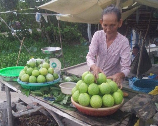 Sóc Trăng: “Giải cứu” ổi Kế Sách