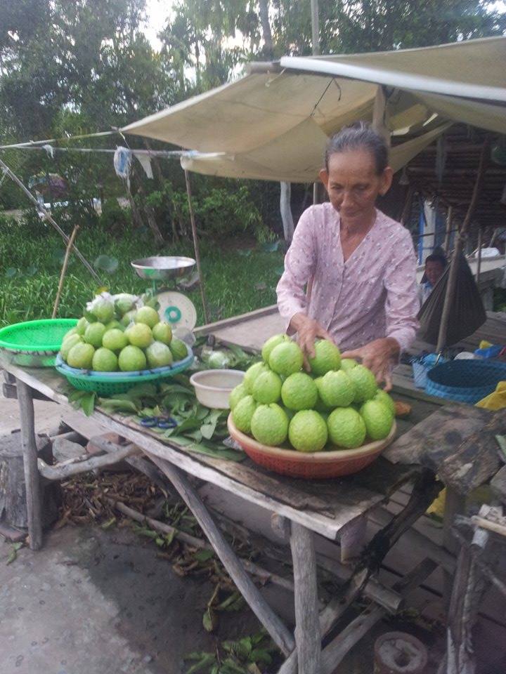 Ổi ở miền Tây đang bán rẻ như cho