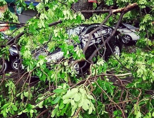 Xe nhà MC Phan Anh bị cây đè sau cơn mưa giông
