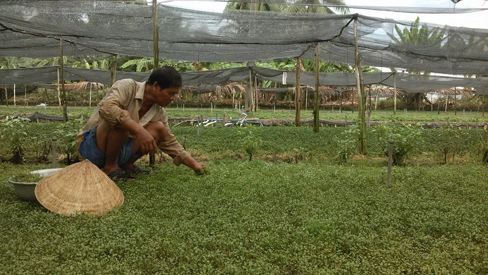 Một n&ocirc;ng d&acirc;n đang chăm lo ruộng rau x&agrave; l&aacute;ch xoong