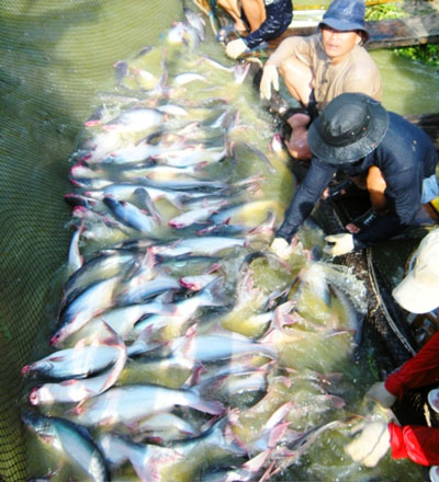 Xuất khẩu thủy sản của Việt Nam trong nửa đầu năm giảm mạnh ở hầu hết c&aacute;c thị trường            Ảnh: THỐT NỐT