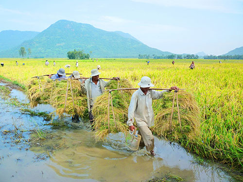 Gạo Việt đang ở đâu?: Loay hoay xây dựng thương hiệu