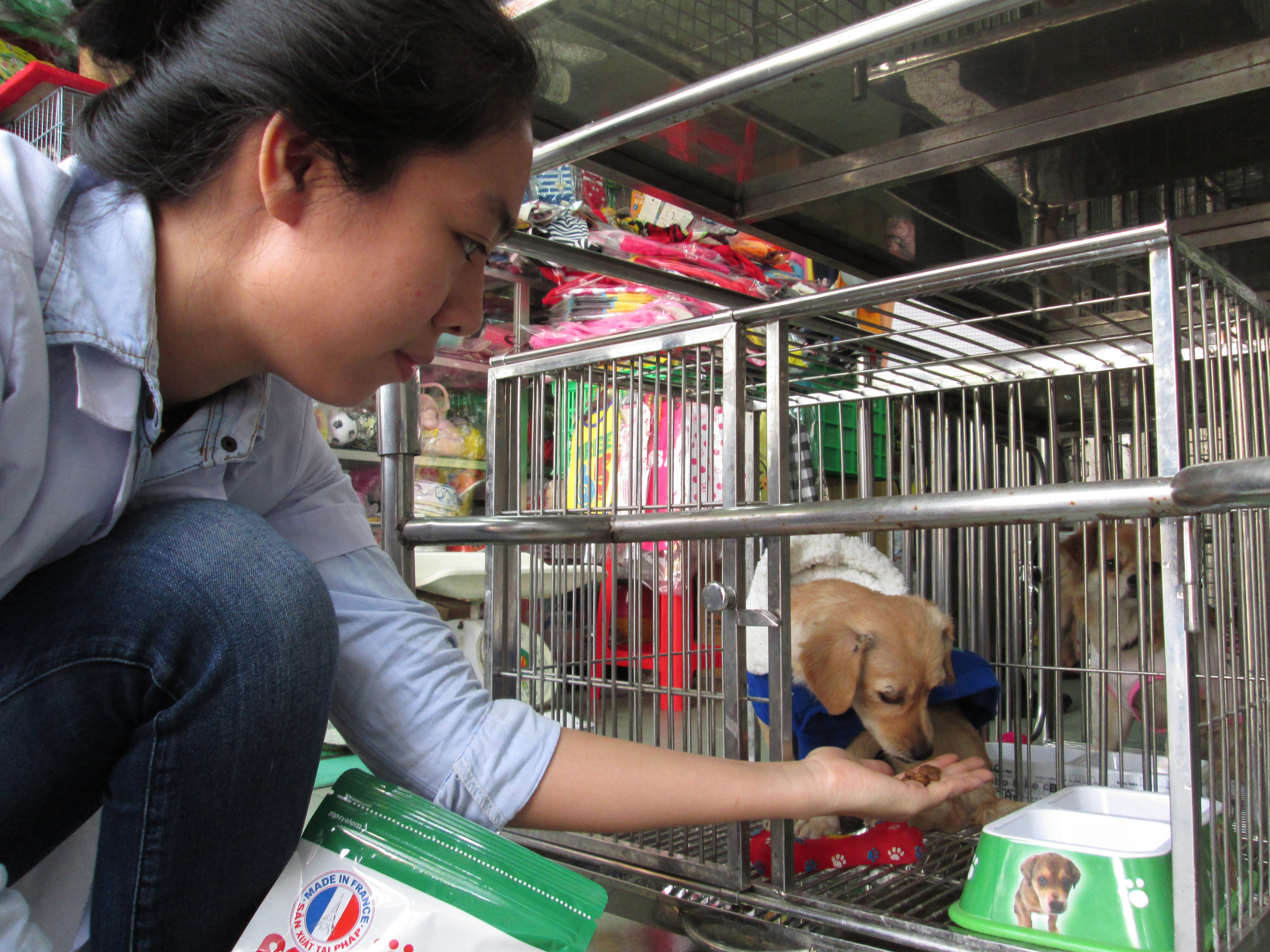 Thú cưng được chăm sóc tại Phòng khám Thú y K-9 (quận 7, TP HCM) Ảnh: NGỌC ÁNH
