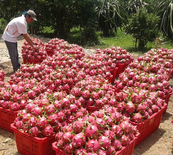 Thanh long B&igrave;nh Thuận lại rớt gi&aacute; mạnh