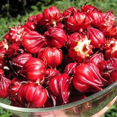Làm giàu từ loài cây “đáng nguyền rủa”