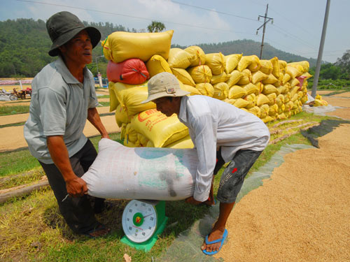 Lúa gạo Việt Nam đang thụt lùi