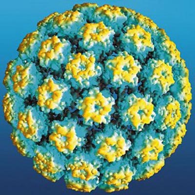 HPV16 dưới k&iacute;nh hiển vi 
Ảnh: ORAL CANCER NEWS