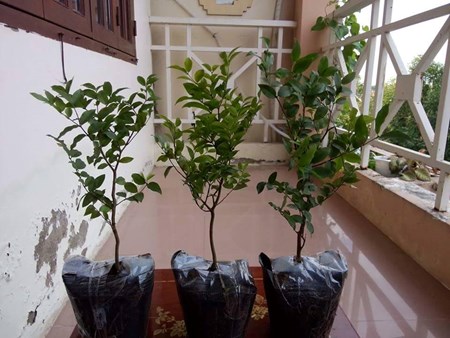 Dep la ky nho than go - loai cay dang khien dan Viet &ldquo;phat sot&rdquo;