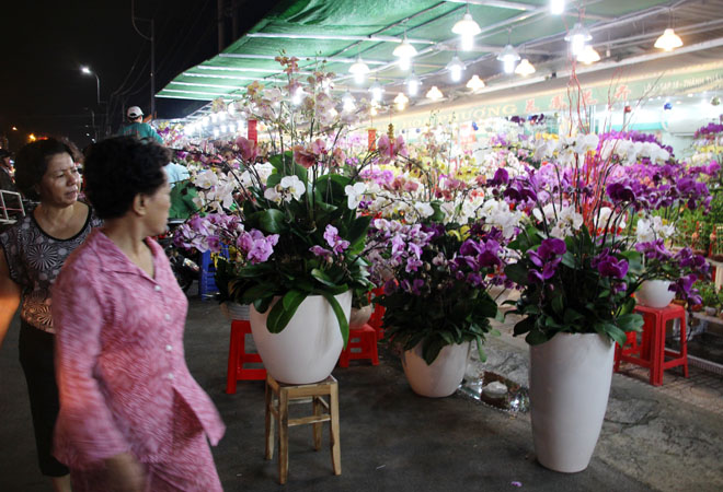 C&aacute;c con đường Th&agrave;nh Th&aacute;i, Bắc Hải trở th&agrave;nh thủ phủ lan hồ điệp ở TP HCM