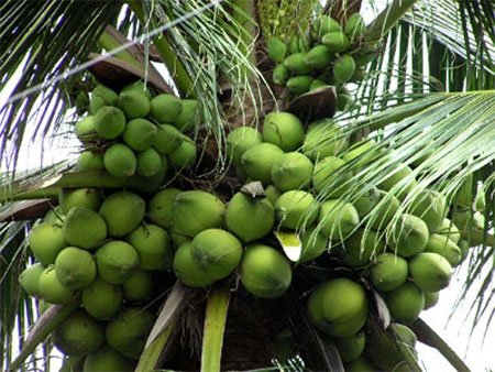 Dừa siêu trái, lãi cao: quảng cáo quá lời