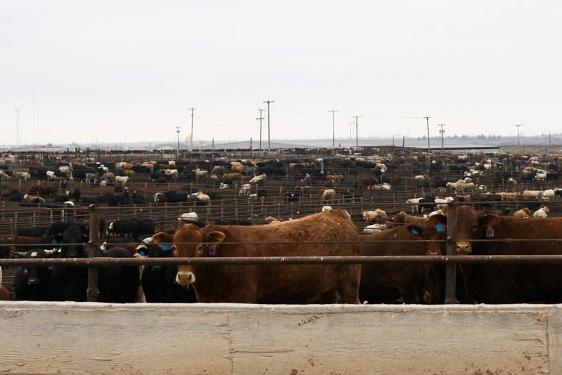 Một trang trại gia s&uacute;c ở TP Hale Center, bang Texas - Mỹ 
Ảnh: THE TEXAS TRIBUNE