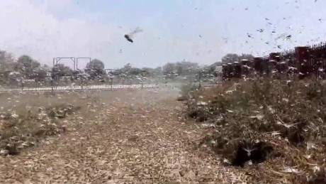Nga: Ban bố tình trạng khẩn cấp vì... châu chấu