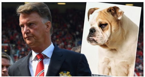 Rojo ví khuôn mặt Van Gaal như... chó bull
